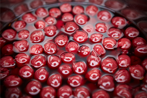 Comment faire des cerises amarena