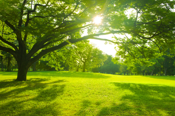 comment faire mourir un arbre