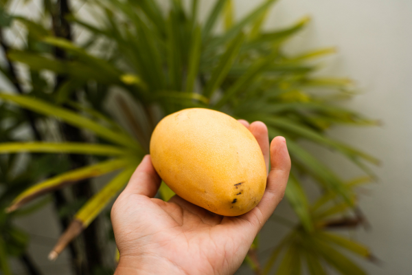 comment choisir une mangue