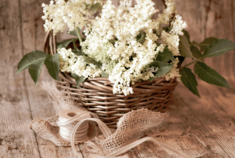 fleur de sureau
