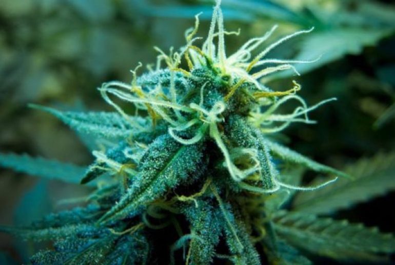 Fleurs de CBD pas chères